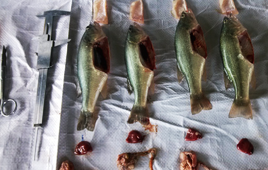 全程使用加州鲈鱼料的肝脏解剖图